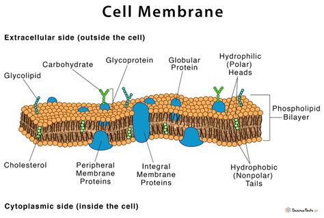 To Cell Membrane Functions Cell Diagram