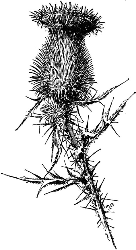 Free Thistle Cliparts Download Free Thistle Cliparts Png Images Free