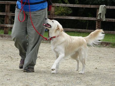 Ella Golden Retriever X Collie 2 Week Residential Dog Training At