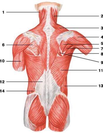 Muscoli Della Schiena Anatomia Muscoli Della Schiena Muscoli Anatomia