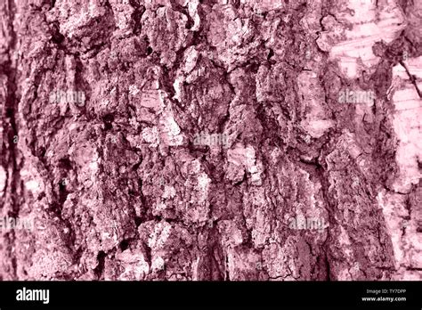 Birch Tree Bark Texture Close Up Toned Natural Background Stock Photo