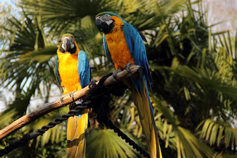 Kostenlose Foto Natur Vogel Sommer Tierwelt Zoo Dschungel