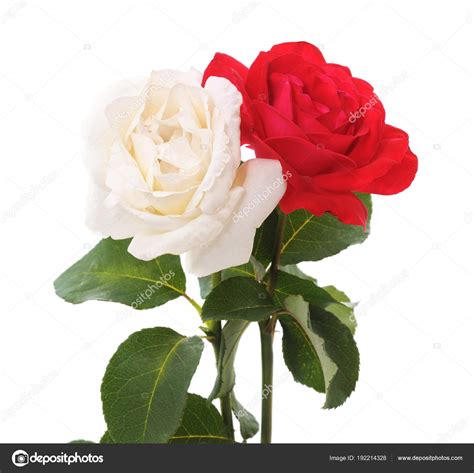 White And Red Roses Stock Photo By ©voren1 192214328