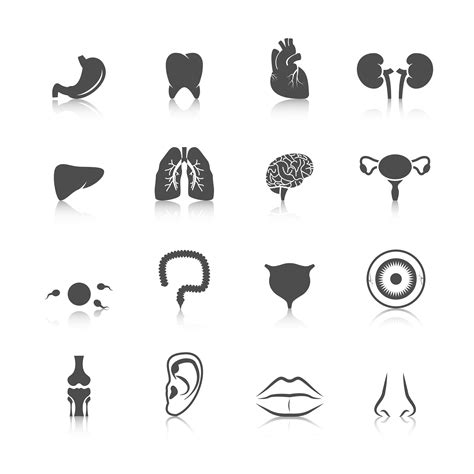Iconos De Organos Humanos 454700 Vector En Vecteezy