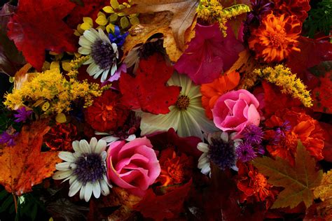 40 Autumn Flower Pictures For Wallpaper Wallpapersafari