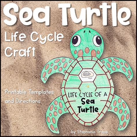 Sea Turtle Life Cycle Activity