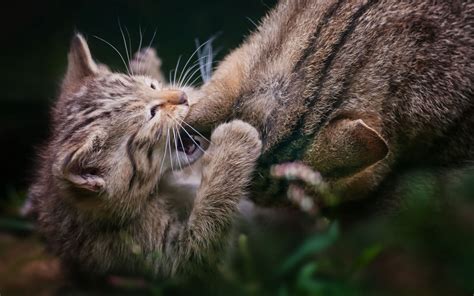 Fighting Tow Brown Tabby Cats Hd Wallpaper Wallpaper Flare