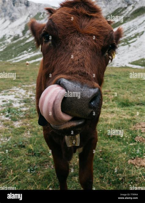 Cow Sticking Its Tongue Out Hi Res Stock Photography And Images Alamy