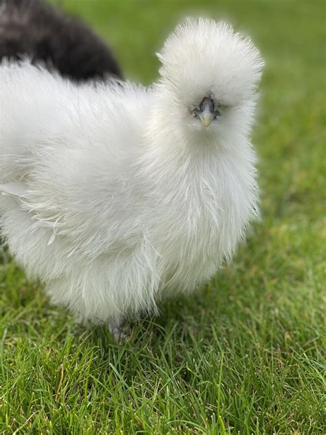 Silkie Chickens Silkie For Sale