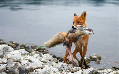 Fox Fish Animals Wallpapers Hd Desktop And Mobile