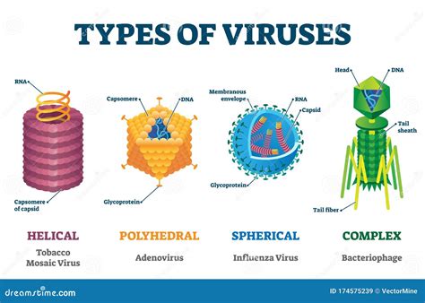 Types Of Viruses Vector Illustration Labeled Drawings Cartoondealer