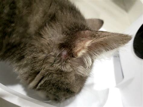 Wound Behind Kittens Ear Thecatsite
