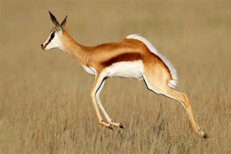 Springbok Symbolism Dreams And Messages Spirit Animal Totems