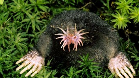 Star Nosed Mole Facts Characteristics Habitat And More Animal Place
