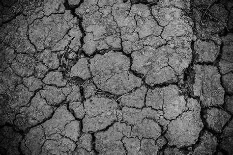 картинки филиал черное и белое земля текстура засушливый пустыня