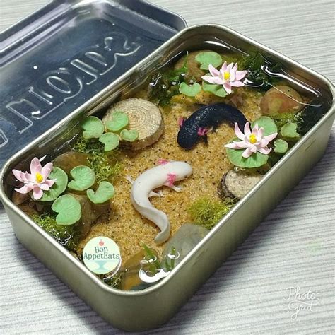 Commission Axolotl Altoids Pond 2 By Bon Appeteats Cute Crafts