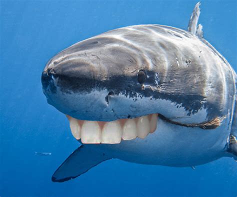 Sharks Have Got Human Teeth