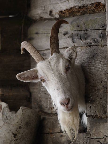 Royalty Free Goat Head Pictures Images And Stock Photos Istock