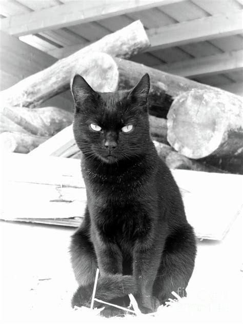 Angry Black Cat Silver Photograph By Elisabeth Lucas Fine Art America