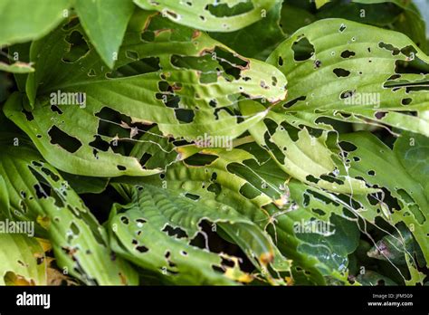Hosta Leaves Damaged By Snails Or Slugs Garden Pests Stock Photo Alamy