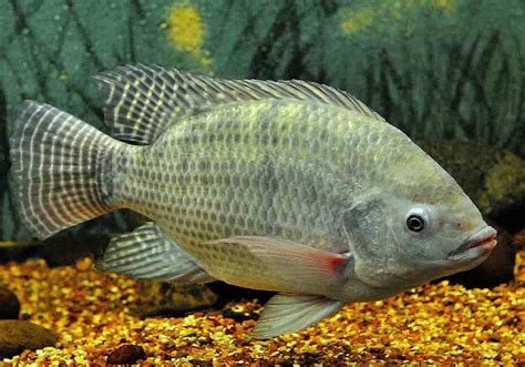 Nile Tilapia Facts Nutrition Recipes Cultivation And History