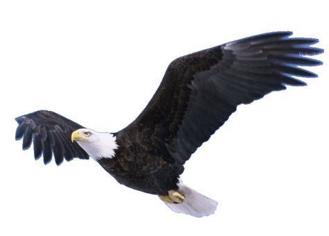 Download Flying Eagle Transparent Hq Png Image Freepngimg