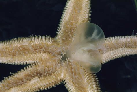 Sea Star Anatomy 101