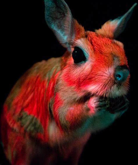 Meet The Newest Member Of The Fluorescent Mammal Club The New York Times