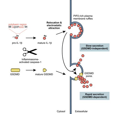 Trafficking Mechanisms Supporting Interleukin 1β Secretion Revealed