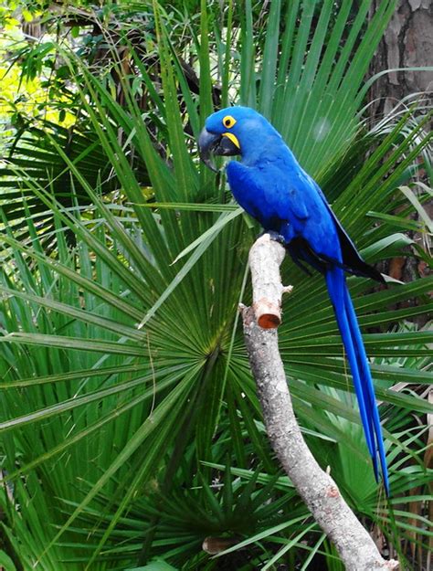 Blue Macaw Rio Hahaha Flickr Photo Sharing