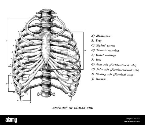 Image Off Under Ribs Front And Back Human 872 Rib Cage Photos Free