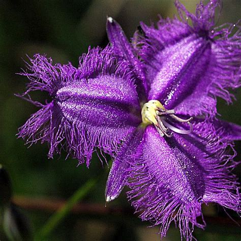‘purple Fringe Lily Mt Cannibal Gippsland Victoria By Bev Pascoe