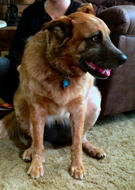 German Shepherd Red Heeler Mix Dog For Adoption In Dallas Texas Katniss