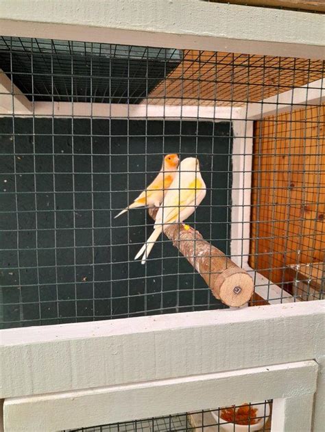 Proven Breeding Pair Canaries For Sale Online Bird Auctions