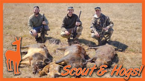 Hog Hunt With The Scout Ar 15 The Social Regressive Scout Ar Pt 6