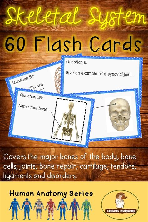 Skeletal System Flash Cards Flashcards Skeletal System Interactive
