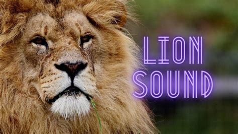 Lion Sound Roar Effect Lion Roar Sound Effect Loud Youtube