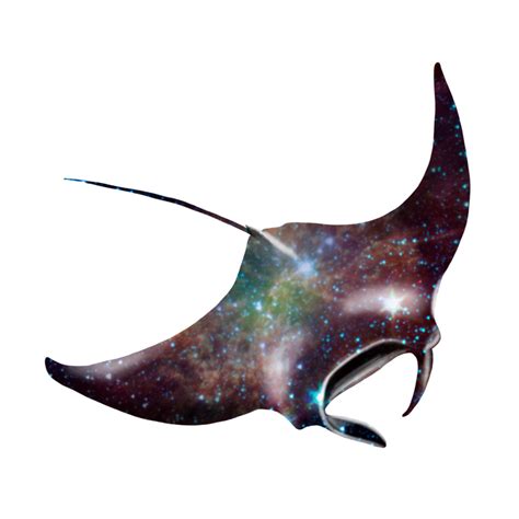 Collection Of Manta Ray Png Pluspng