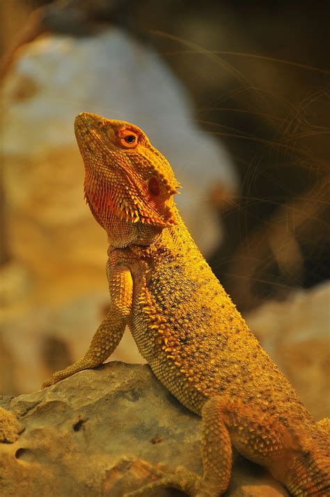 Bearded Dragon Wallpapers For Android Phone Infoupdate Org