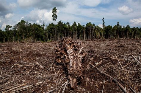 Despite Government Pledges Ravaging Of Indonesias Forests Continues