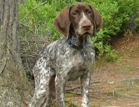 Life Span Of German Shorthaired Pointer