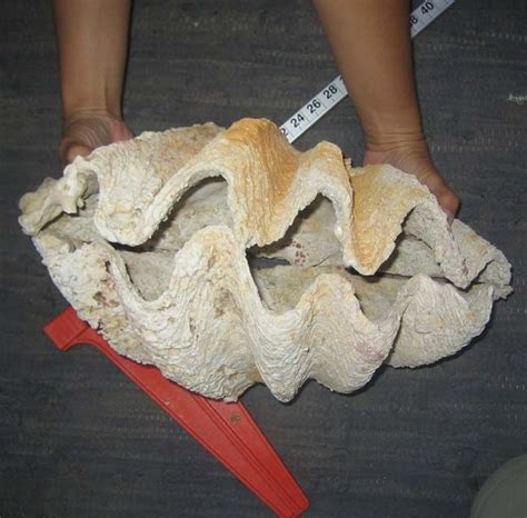 Giant Clams Fed Early Humans Live Science