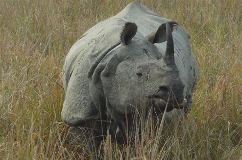 Greater One Horned Rhino Numbers Increase In Nepal Save