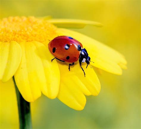 The Wonderful World Of Ladybirds Whats Not To Hike