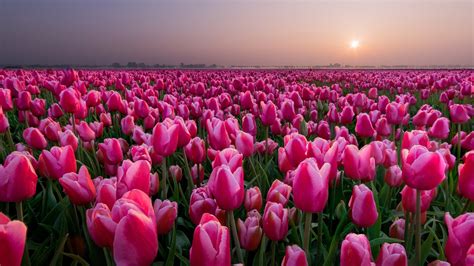 Download Pink Flower Field Summer Flower Nature Tulip Hd Wallpaper