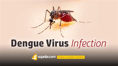 Dengue Virus Infection Infectious Medicine Animation Video V