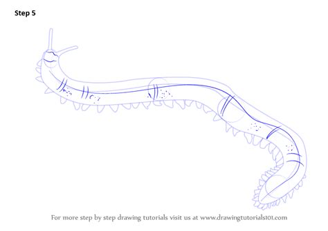 Learn How To Draw A Velvet Worm Worms Step By Step Drawing Tutorials