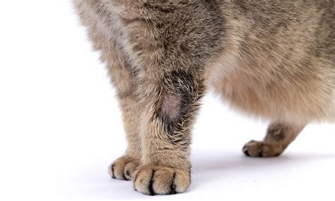 Können Katzen Ringelflechte Bekommen Tierärztlich Geprüfte Fakten