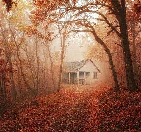 Foggy Cabin In Fall Leaves Forest House Scenery Beautiful Places