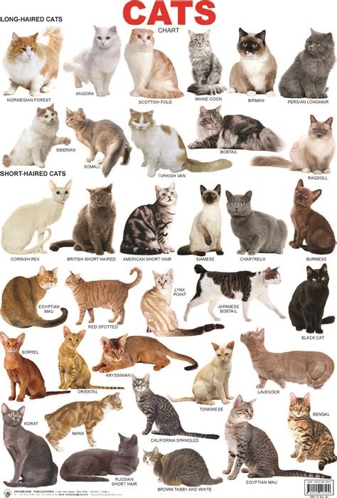 Cat Breed Chart With Pictures